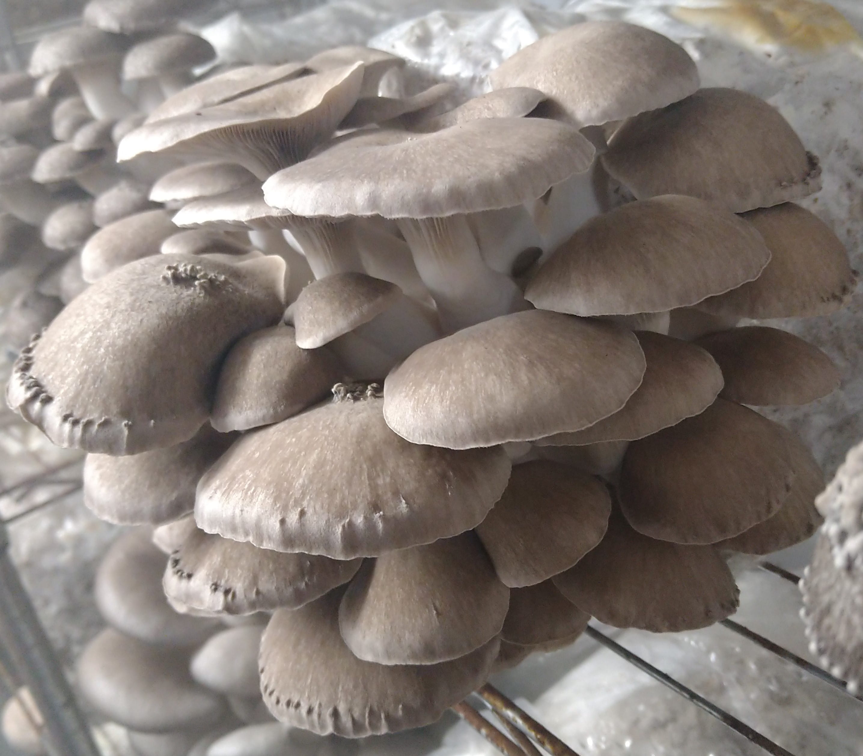 Black Pearl Oyster mushroom