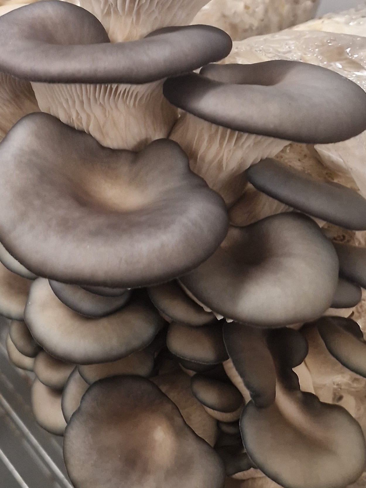 Blue Grey Oyster mushroom