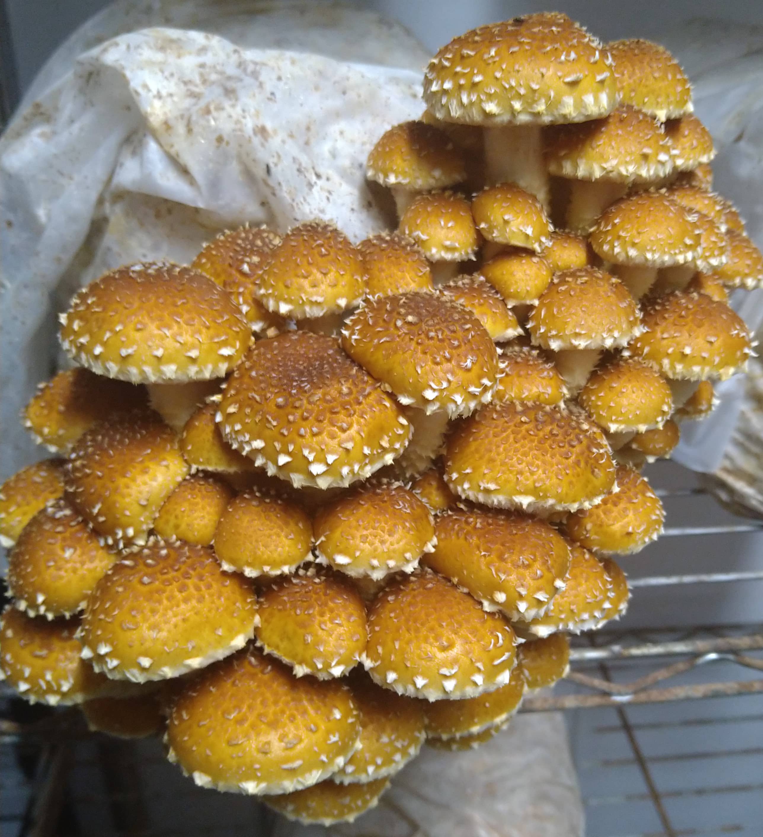 Speckled Chestnut mushroom