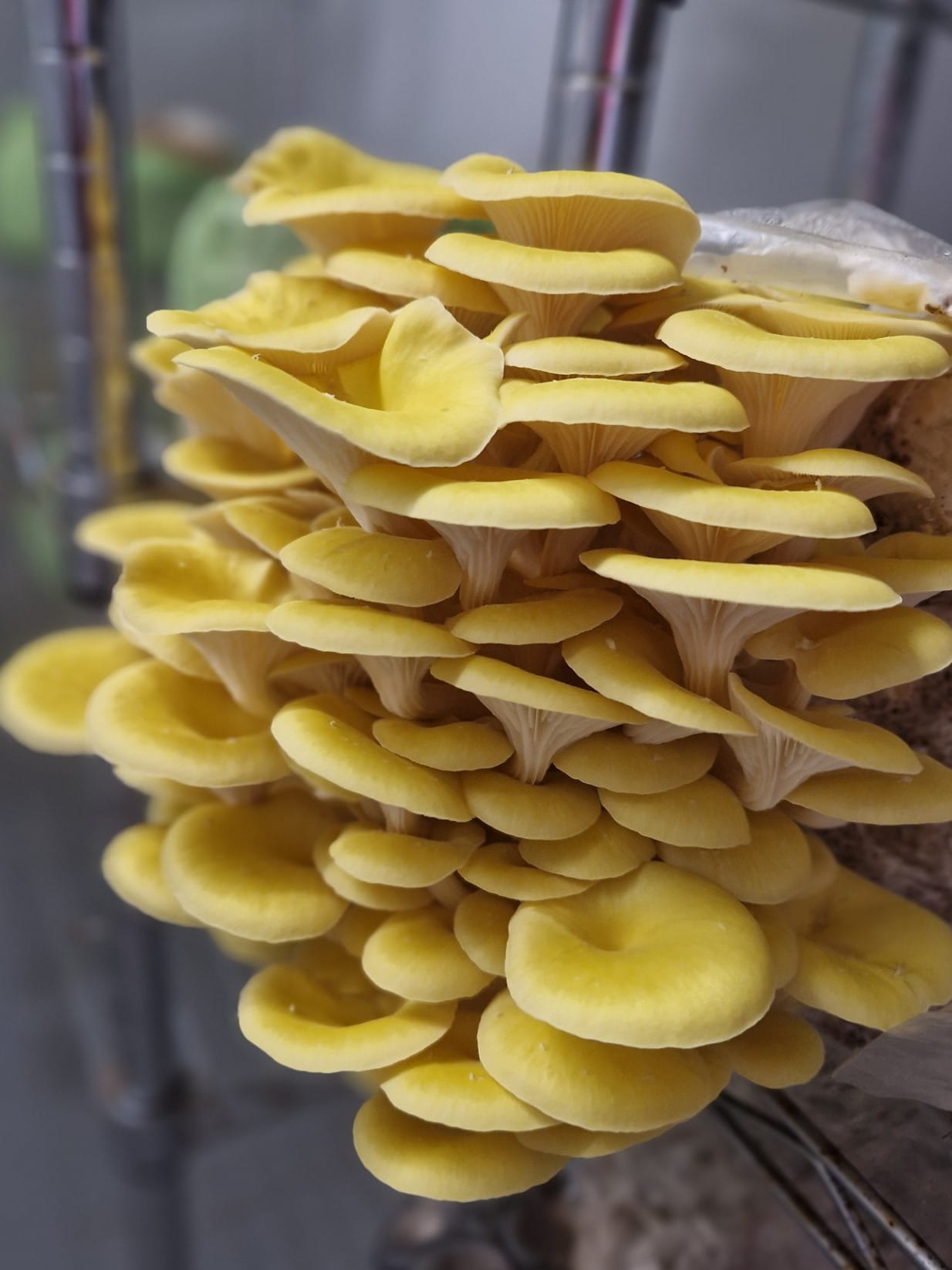 Golden Oyster mushroom