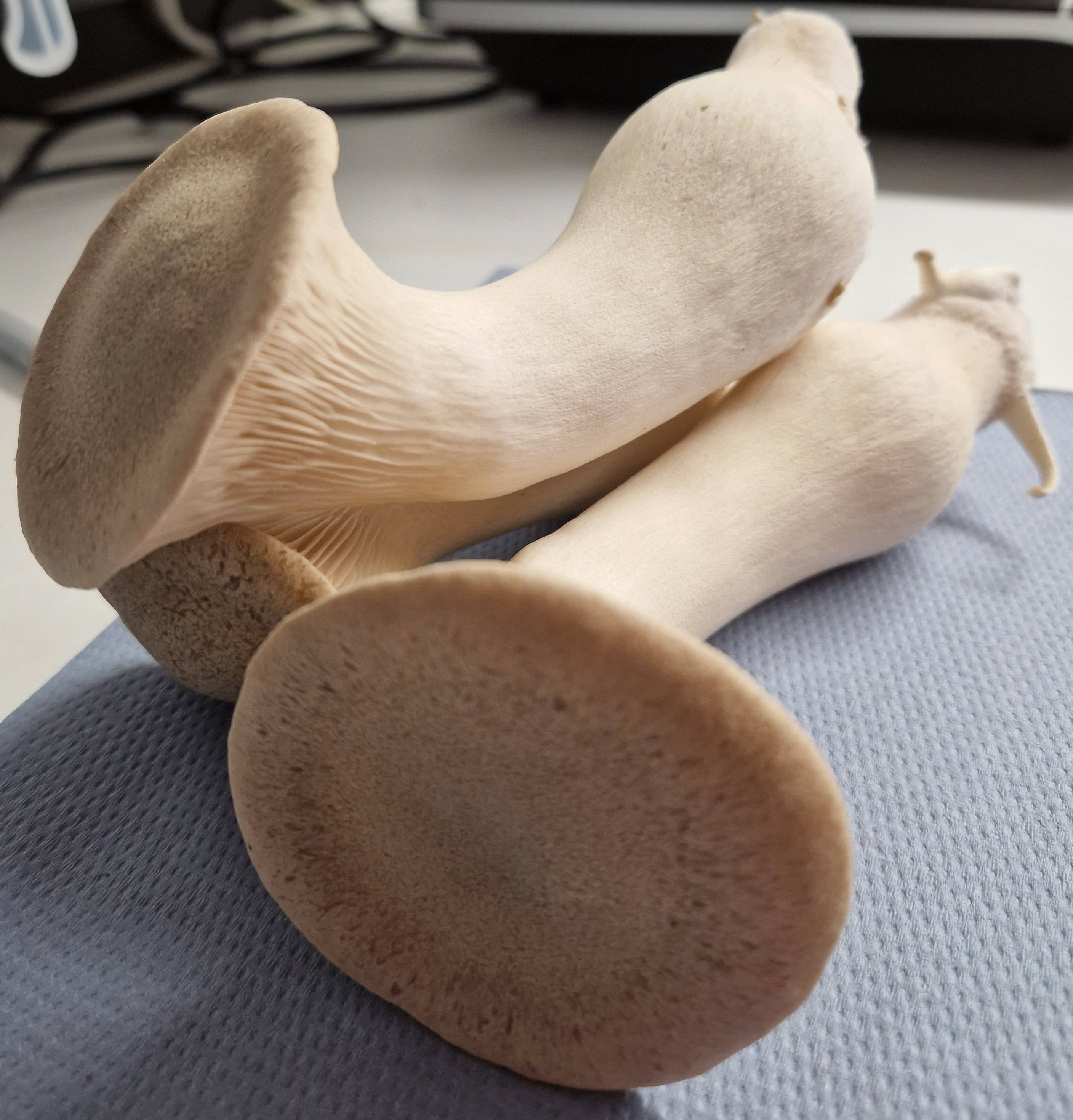 King Oyster mushroom