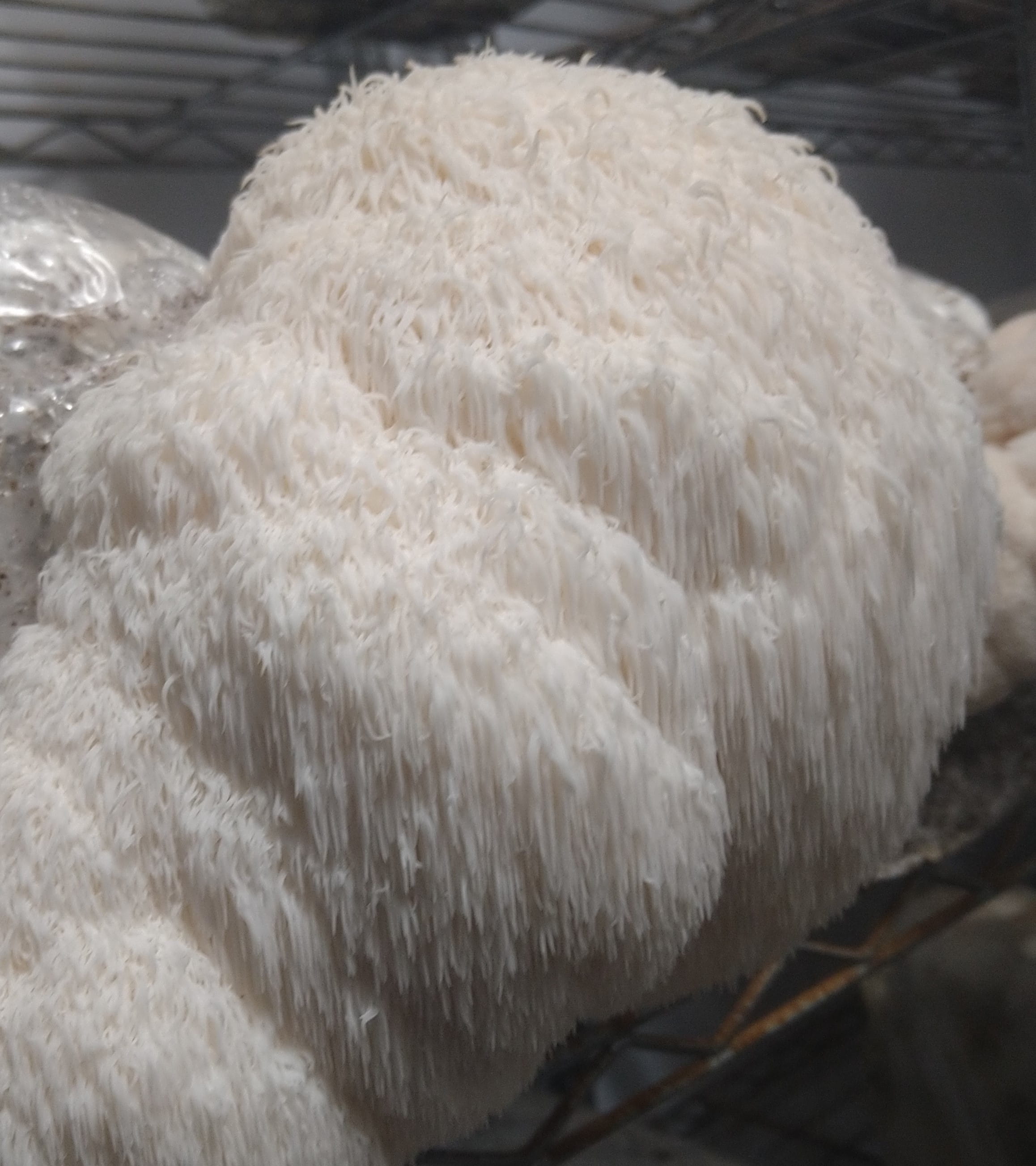 Lion's Mane mushroom